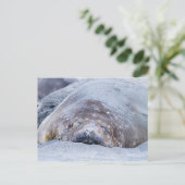 Carte Postale Phoque d'éléphant dormant (Debout devant)