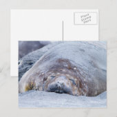 Carte Postale Phoque d'éléphant dormant (Devant / Derrière)