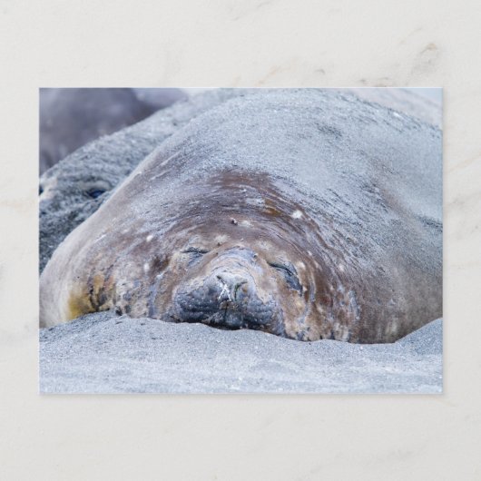 Carte Postale Phoque d'éléphant dormant (Devant)