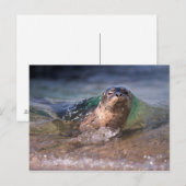 Carte Postale Phoque du port pour bébés (Devant / Derrière)