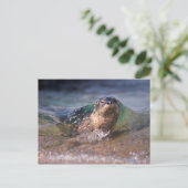 Carte Postale Phoque du port pour bébés (Debout devant)