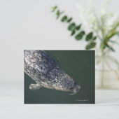 Carte Postale Phoque nageant sous l'eau 2 (Debout devant)