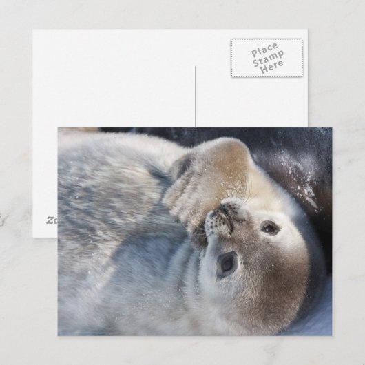 Carte Postale Phoque pour bébé (Devant / Derrière)