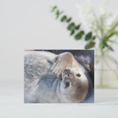 Carte Postale Phoque pour bébé (Debout devant)