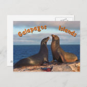 Carte Postale Phoques à fourrure (Devant / Derrière)