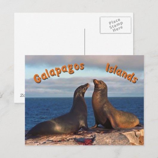 Carte Postale Phoques à fourrure (Devant / Derrière)