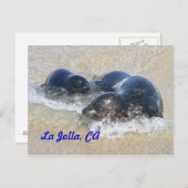 Carte Postale Phoques bébés à La Jolla (Devant / Derrière)