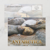 Carte Postale Phoques éléphants du sud, péninsule Antarctique (Devant / Derrière)