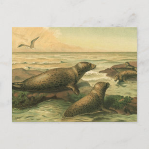 Carte Postale Phoques léopards, Animaux aquatiques Vintages Vie 