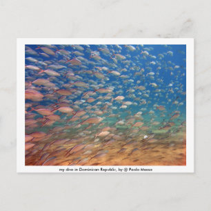 Carte Postale Photo 021, ma plongée en République Dominicaine, p