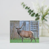 Carte Postale Photo 6 Point Bull Elk (Debout devant)