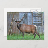 Carte Postale Photo 6 Point Bull Elk (Devant / Derrière)