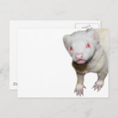 Carte Postale Photo Albino Ferret (Devant / Derrière)