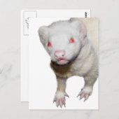 Carte Postale Photo Albino Ferret (Devant / Derrière)