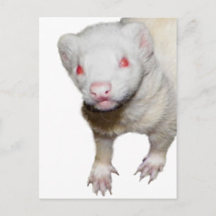 Carte Postale Photo Albino Ferret