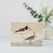 Carte Postale Photo American Oystercatchers (Debout devant)