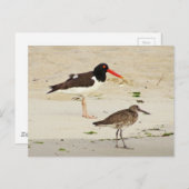 Carte Postale Photo American Oystercatchers (Devant / Derrière)