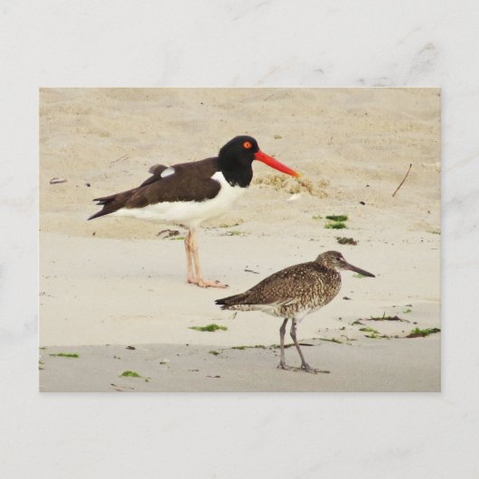Carte Postale Photo American Oystercatchers (Devant)