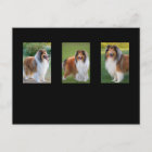 Carte postale photo amoureux des chiens Rough Coll