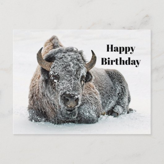 Carte Postale Photo Anniversaire Faune Taureau Neige (Devant)