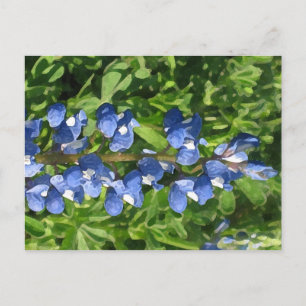 Carte Postale Photo artistique du Texas Bluebonnet