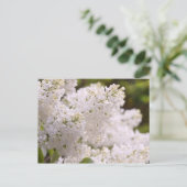 Carte Postale Photo assez blanche de lilas (Debout devant)