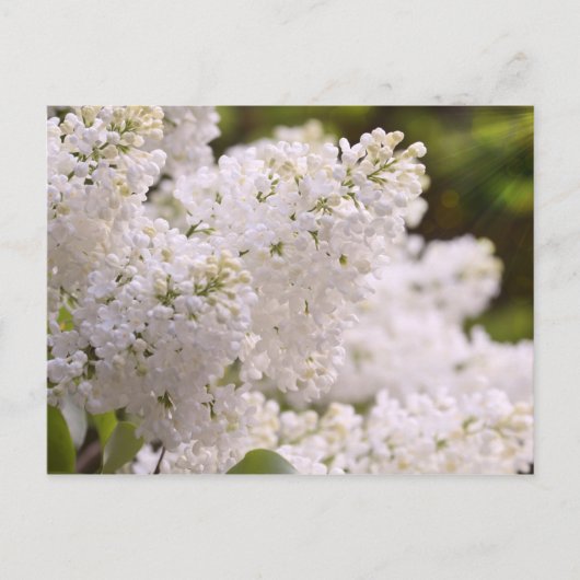 Carte Postale Photo assez blanche de lilas (Devant)