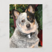 Carte Postale Photo Australian Cattle Dog (Devant)