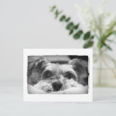 Carte Postale photo aza noir et blanc (Debout devant)