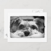 Carte Postale photo aza noir et blanc (Devant / Derrière)