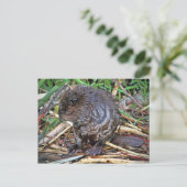 Carte Postale Photo Baby Beaver (Debout devant)