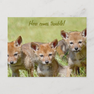 Carte Postale Photo Baby Coyotes