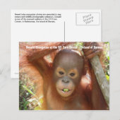 Carte postale Photo Baby Orangutan (Donald) (Devant / Derrière)