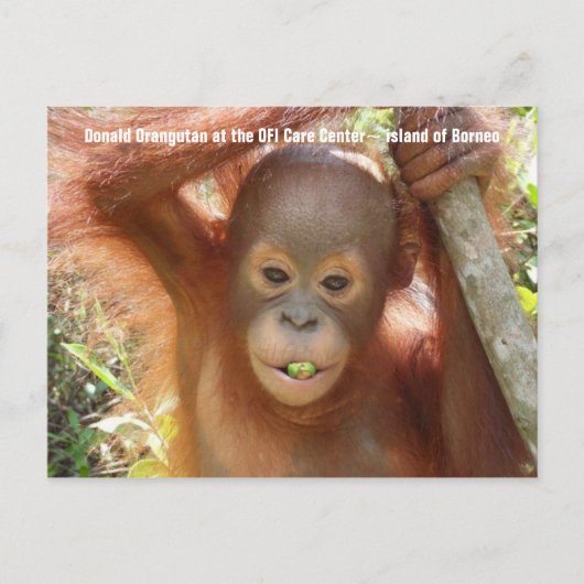 Carte postale Photo Baby Orangutan (Donald) (Devant)
