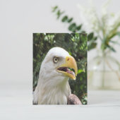 Carte postale photo Bald Eagle (Debout devant)