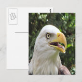 Carte postale photo Bald Eagle (Devant / Derrière)