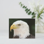 Carte postale photo Bald Eagle (Debout devant)