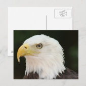 Carte postale photo Bald Eagle (Devant / Derrière)