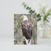 Carte postale photo Bald Eagle (Debout devant)