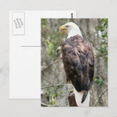 Carte postale photo Bald Eagle (Devant / Derrière)