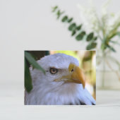 Carte postale photo Bald Eagle (Debout devant)