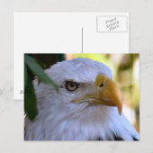 Carte postale photo Bald Eagle (Devant / Derrière)