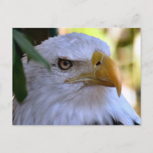 Carte postale photo Bald Eagle