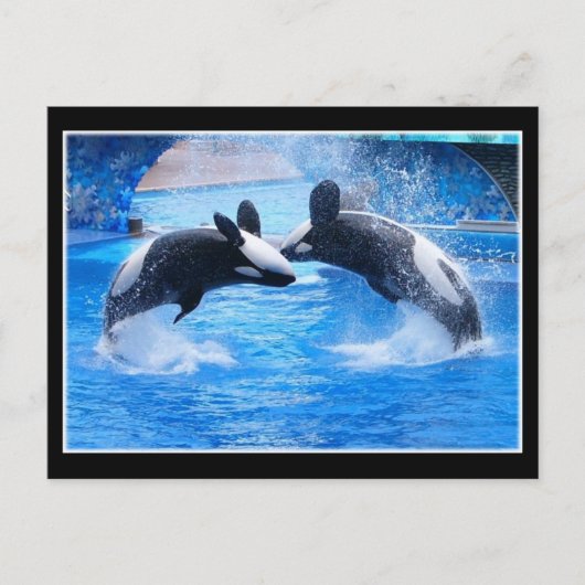 Carte postale Photo Baleine (Devant)