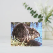 Carte Postale Photo Beaver (Debout devant)