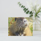 Carte postale Photo Beaver (Debout devant)