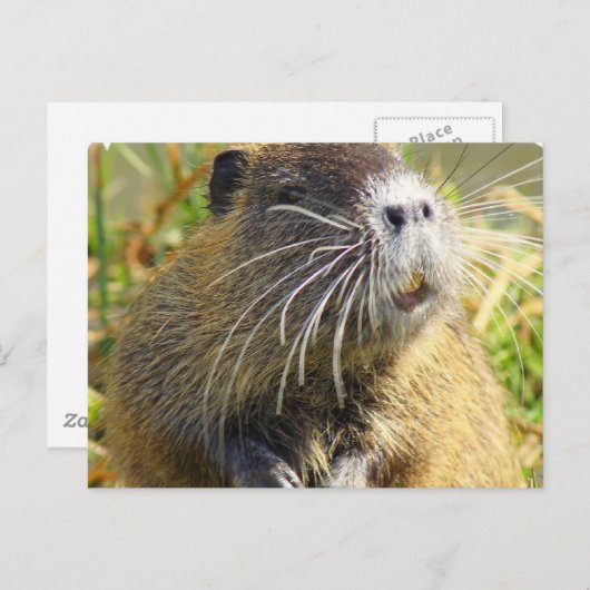 Carte postale Photo Beaver (Devant / Derrière)