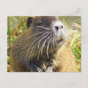 Carte postale Photo Beaver