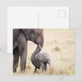 Carte Postale Photo bébé de l'éléphant de l'amour maternel (Devant / Derrière)