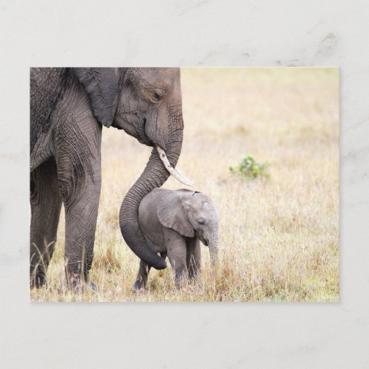 Carte Postale Photo bébé de l'éléphant de l'amour maternel (Devant)